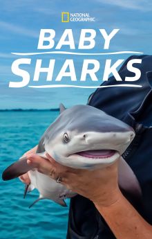 Baby Sharks Baby Sharks