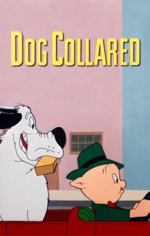 Dog Collared Dog Collared